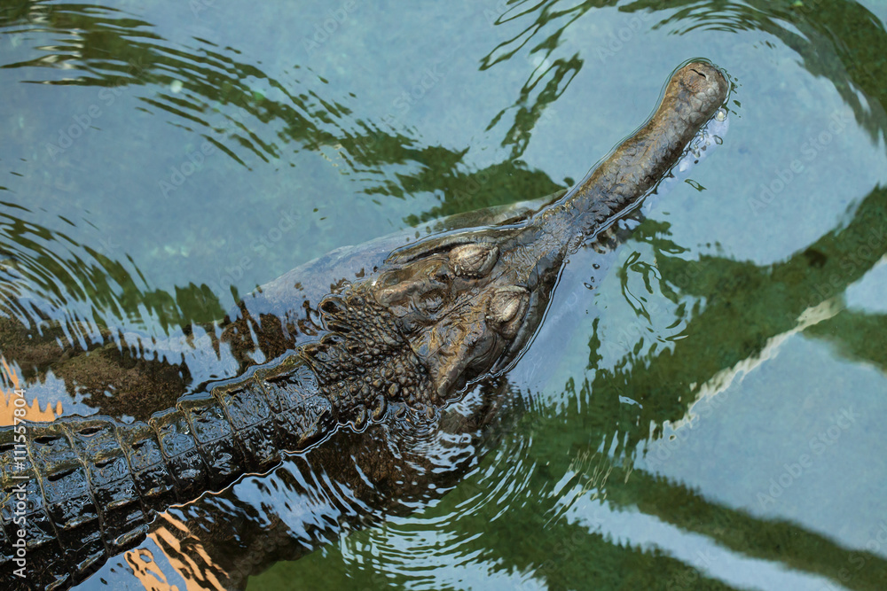 Fototapeta premium False gharial (Tomistoma schlegelii).