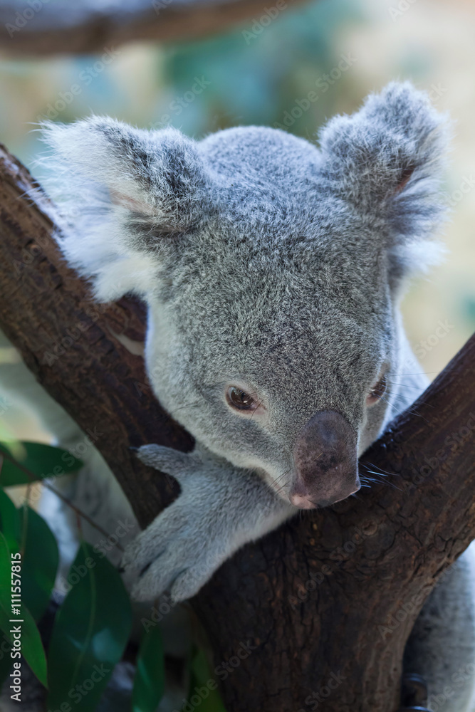 Obraz premium Queensland koala (Phascolarctos cinereus adustus).