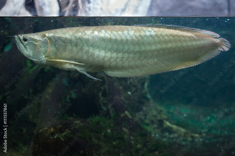 Silver arowana (Osteoglossum bicirrhosum). Silver arowana (Osteoglossum bicirrhosum).