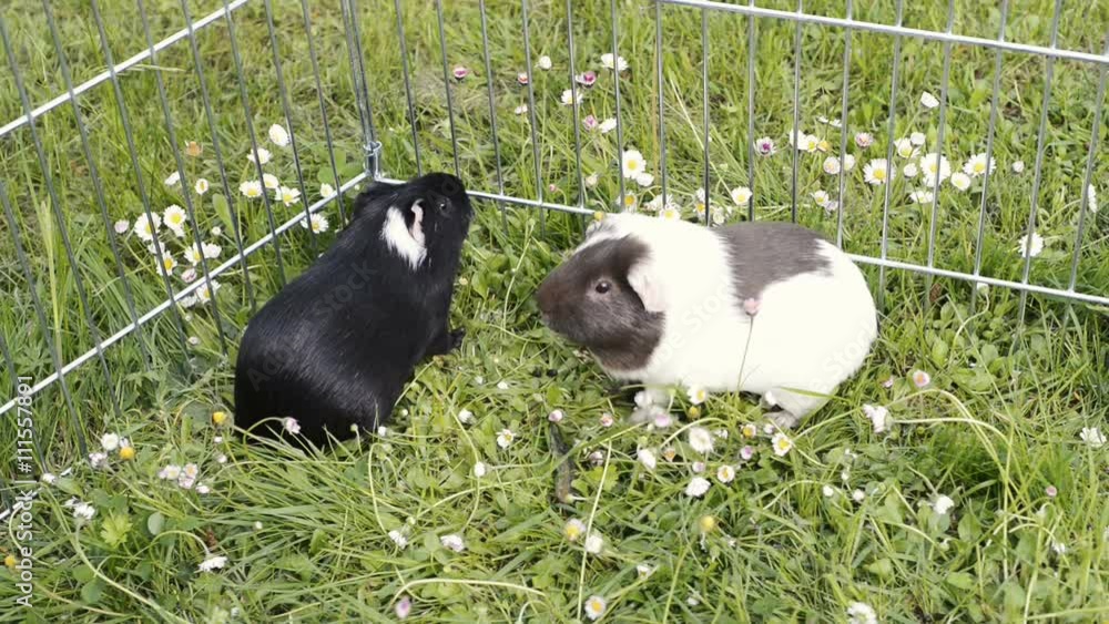 Guinea pig eating grass outside in the garden. Guinea pig (Cavia porcellus) is a popular household pet. Guinea pig eating grass outside in the garden. Guinea pig (Cavia porcellus) is a popular household pet.