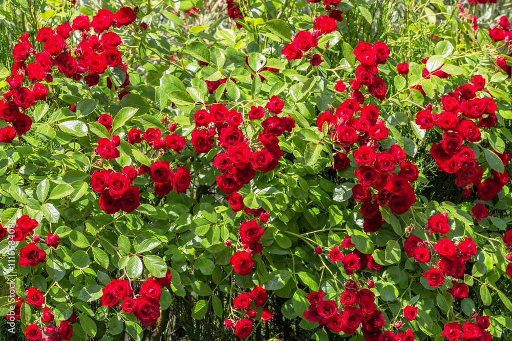 Natural red rosebush background.