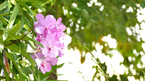 Beautiful blossoming orchids in forest 4K photo