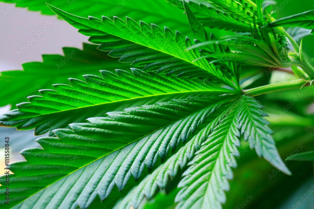 Hand is holding Macro of Marijuana green fresh large leafs ( can Hand is holding Macro of Marijuana green fresh large leafs ( can