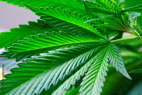 Hand is holding Macro of Marijuana green fresh large leafs ( can