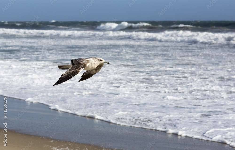 Birds during the flight. Portrait of birds flying against the blue sky and ocean. The sun illuminates the feathers of the wings. Birds during the flight. Portrait of birds flying against the blue sky and ocean. The sun illuminates the feathers of the wings.