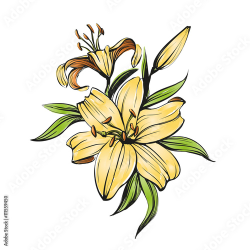 Fototapeta Naklejka Na Ścianę i Meble -  floral blooming lilies vector illustration hand drawn painted watercolor sketch