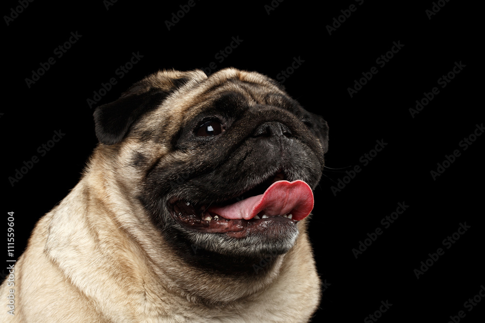 Closeup Portrait of Happy Pug Dog Curious Looking up in front of the Black Isolated Background