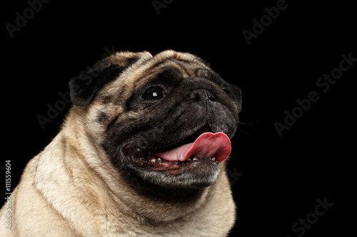 Closeup Portrait of Happy Pug Dog Curious Looking up in front of the Black Isolated Background © seregraff