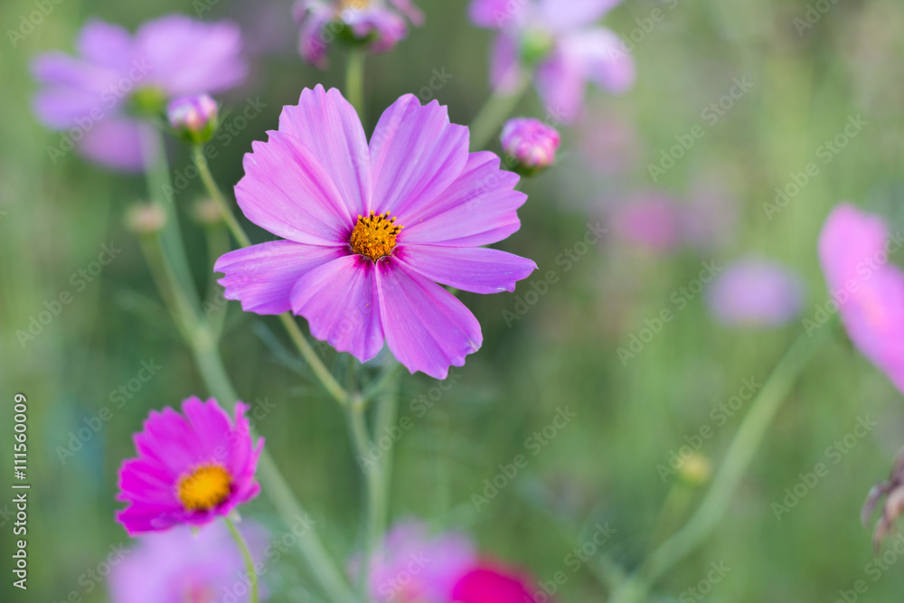 Close up pink cosmos flowers with blurred background Close up pink cosmos flowers with blurred background