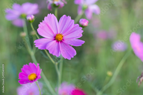 Close up pink cosmos flowers with blurred background