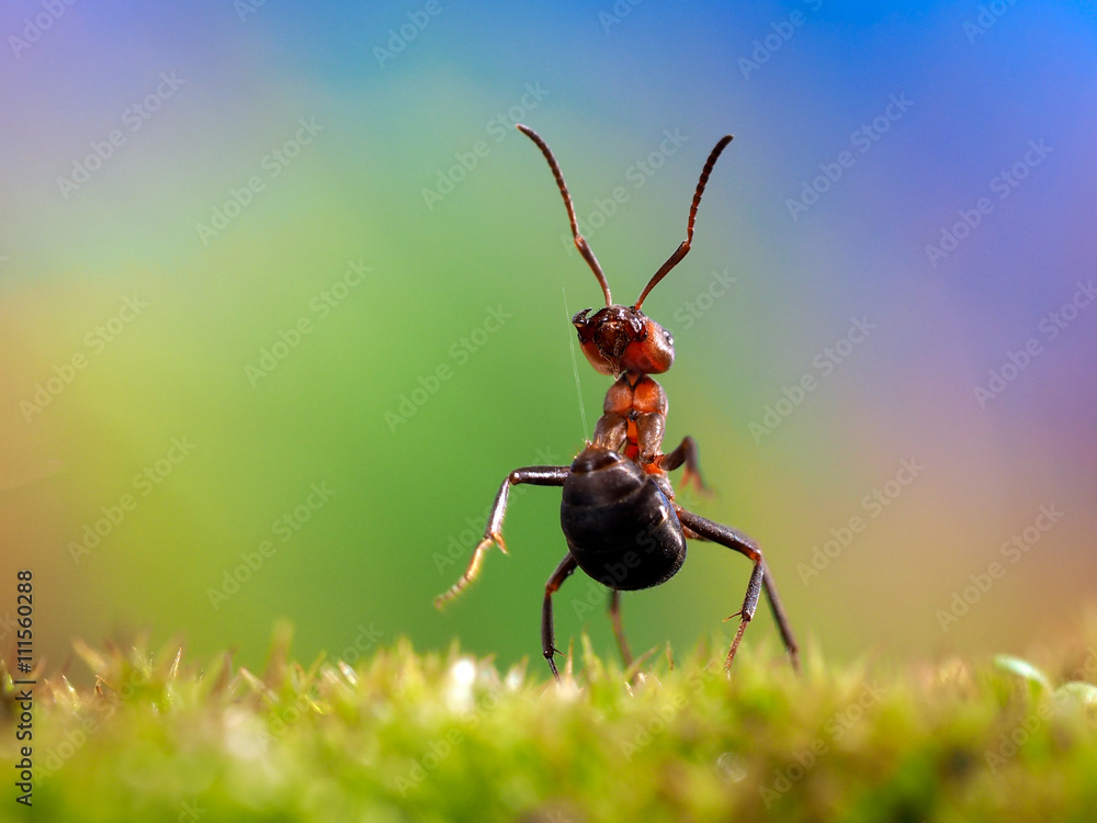 Ant shoots formic acid in the stomach, the ant defense, wood ant Stock