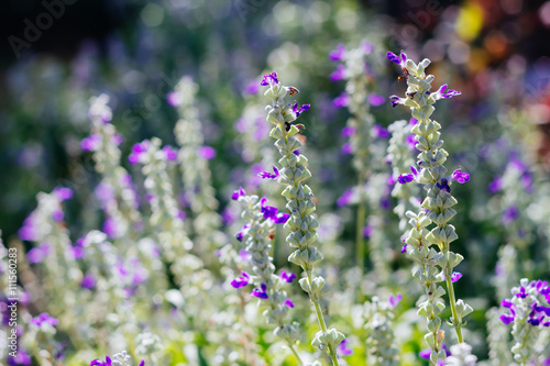 Salvia flower (salvia farinacea benth) in garden with blurred background