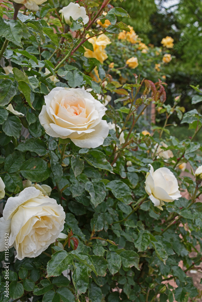 White roses in park. Love Tenderness concept