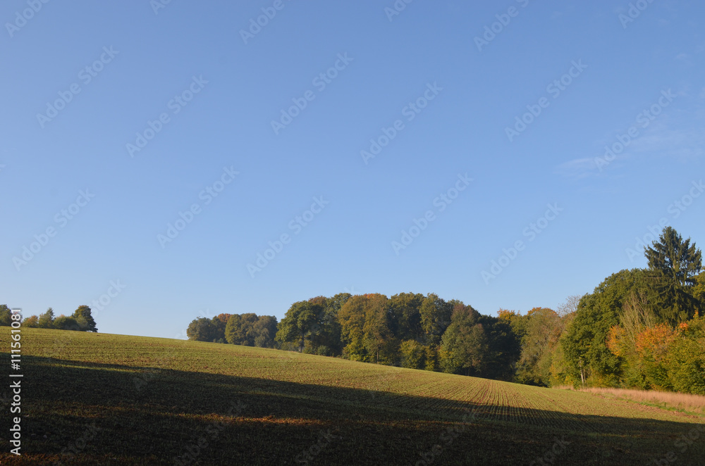 Forest and field with rows of seedlings on a hill on a sunny autumn day, Durnal, Yvoir, Wallonia