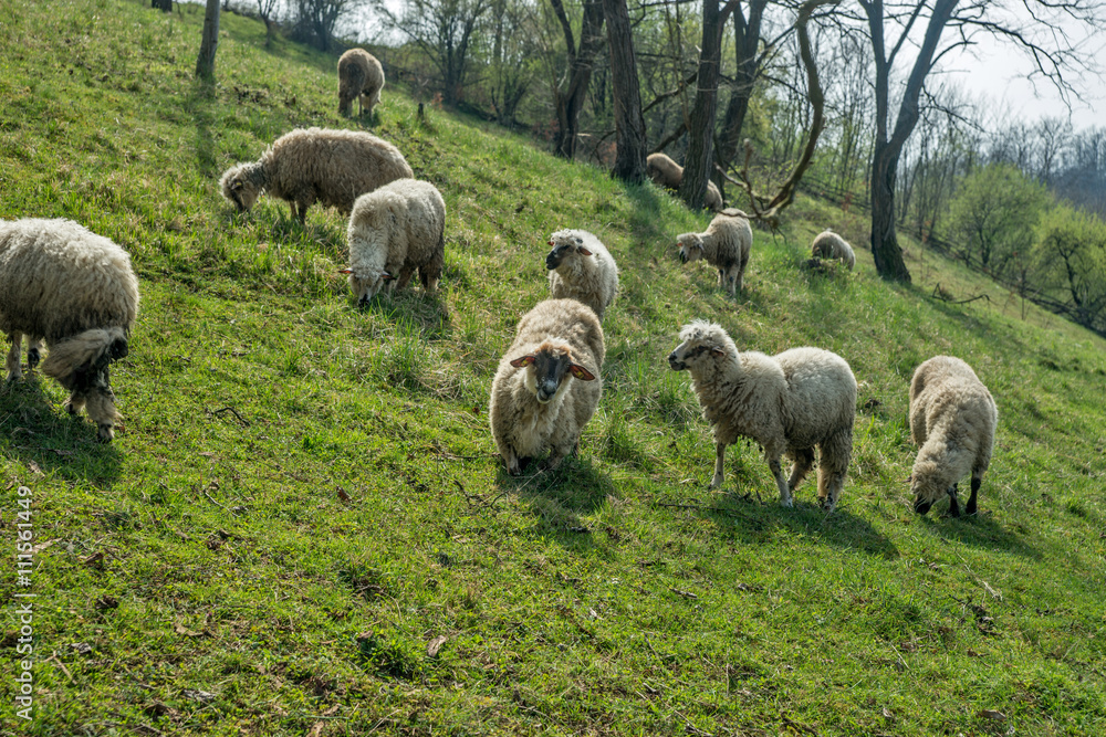 Fototapeta premium Sheep on a meadow in early spring 04
