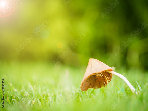 Close up of little mushroom look like umbrella with dew in garden on the sunlight morning and lens flare effect, Shallow depth of field, Copy Space, Side View © poravute