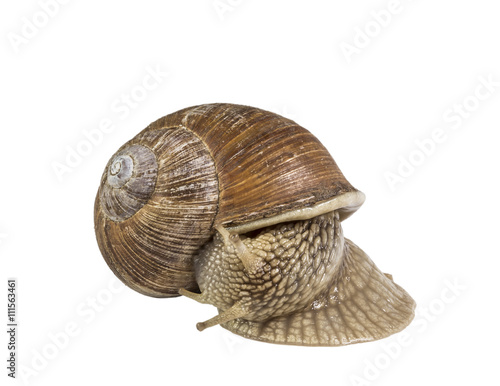 Snail on white background isolated