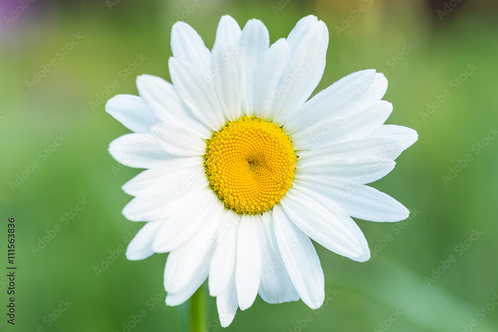 Цветок белой ромашки Stock Photo | Adobe Stock