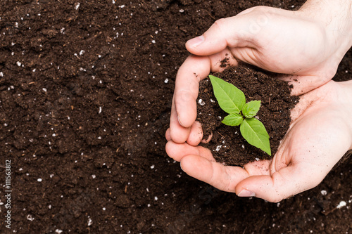 Hands holding sapling in soil surface