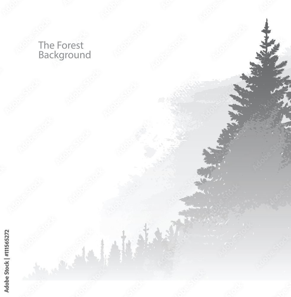 Obraz Vector image of the forest background. Wild coniferous forest in the morning mist. Vector background of gray coniferous trees on the right side on a white background. Foggy valley. Vector pine forest.