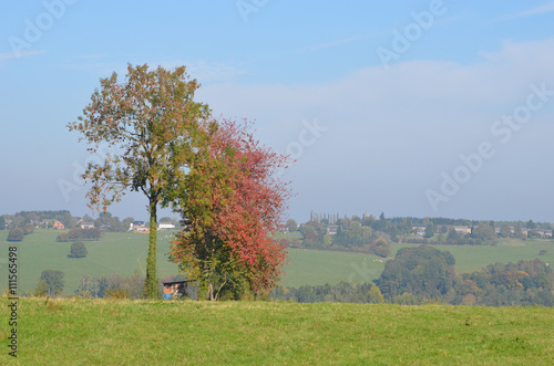 Rural area with scattered trees, rolling hills, mist, green meadows, agriculture, Yvoir, Wallonia