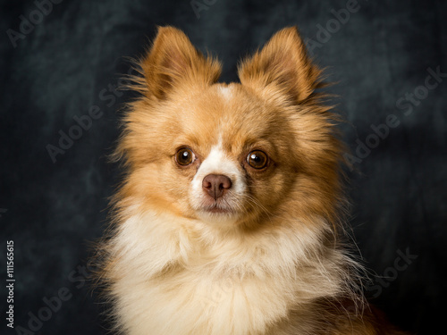 Chiwawa