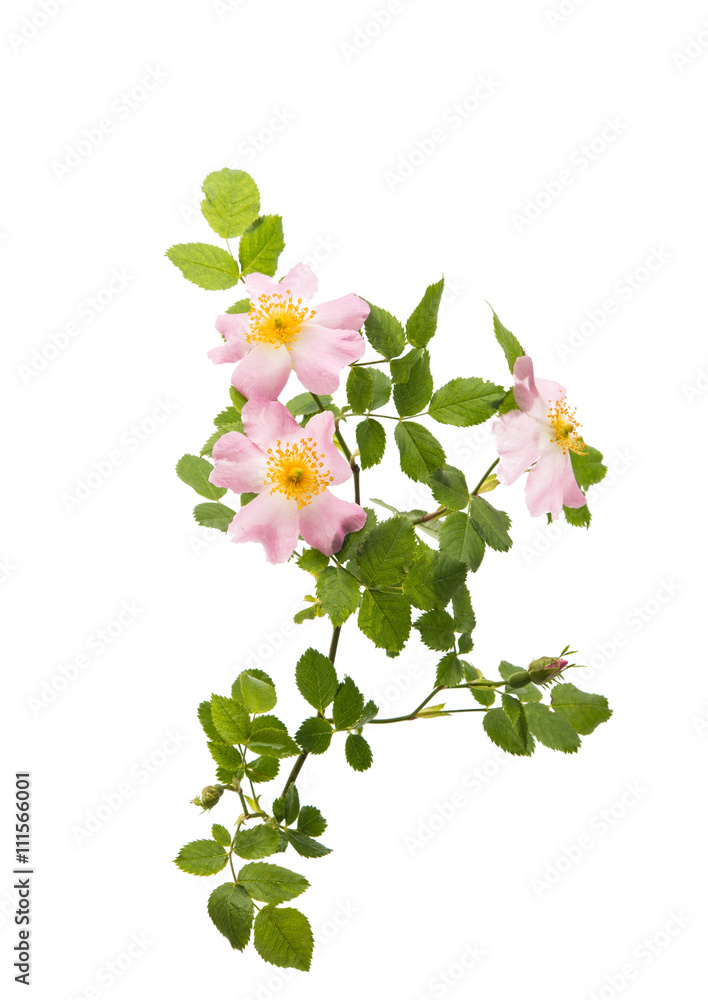 Fototapeta premium wild rose flower isolated