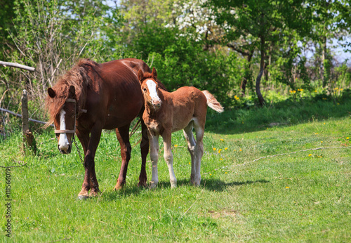 Horse and foal together 