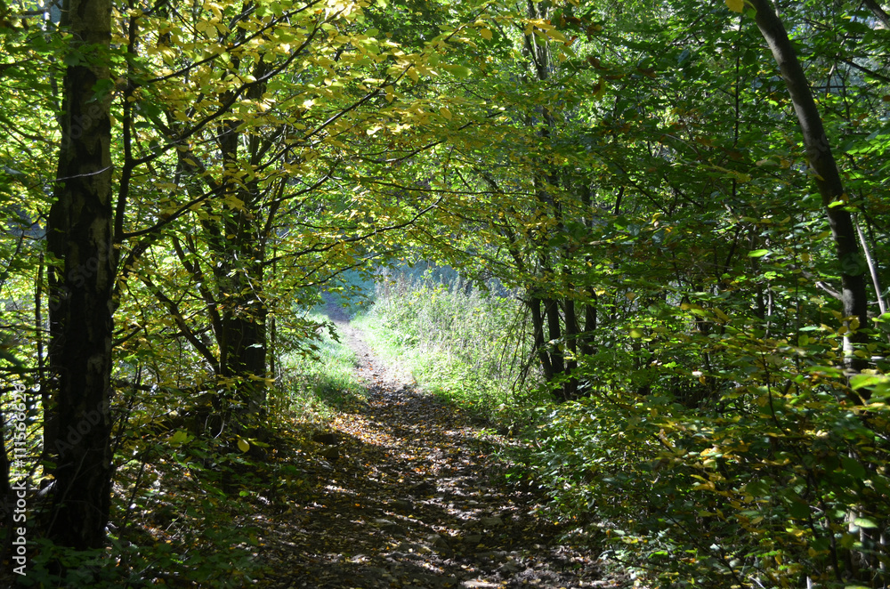 Obraz premium Small forest trail through autumn forest , Yvoir, Wallonia, the Ardennes