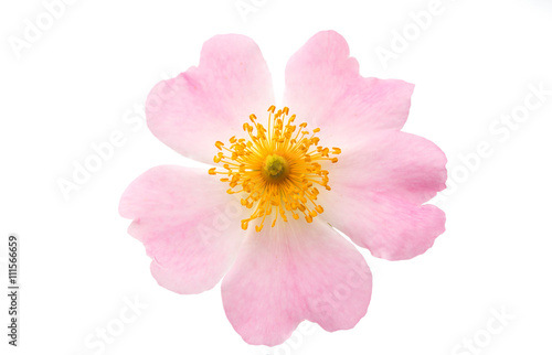 wild rose flower isolated