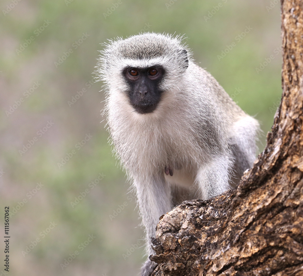 wild velvet monkey in Kruger National Park, South Africa.