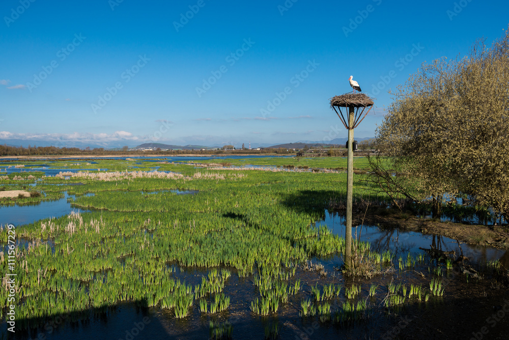 White stork on a nest, Salburua park, Vitoria (Spain)