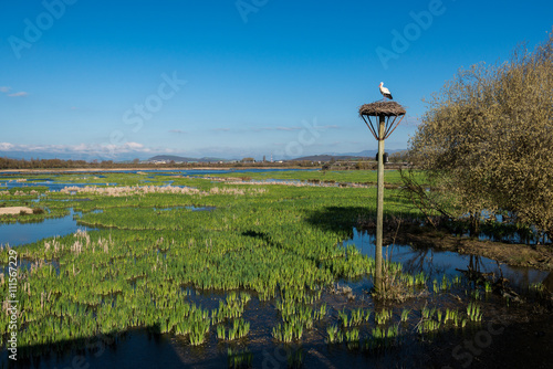 Obraz na płótnie White stork on a nest, Salburua park, Vitoria (Spain) w salonie