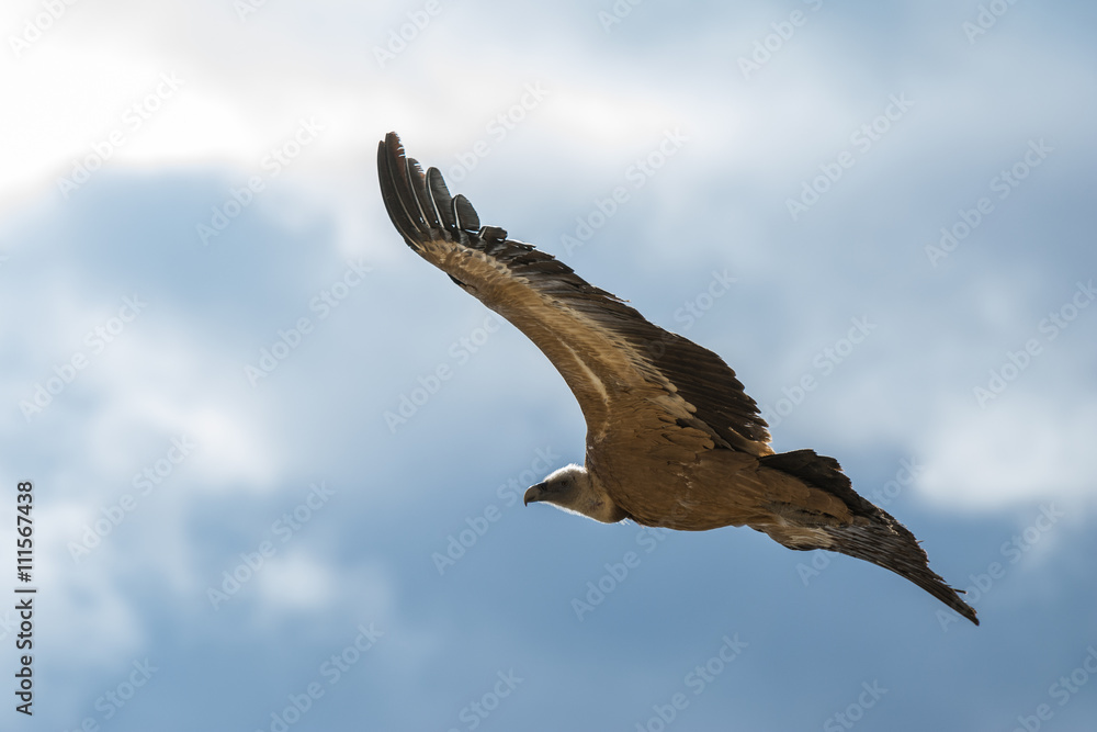 Griffon vulture in Duraton Canyon Natural Park in Segovia (Spain) Griffon vulture in Duraton Canyon Natural Park in Segovia (Spain)
