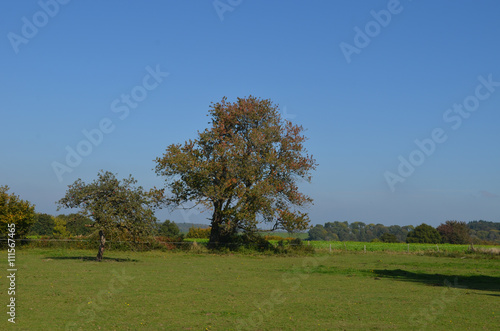Rural area with trees and green meadows on rolling hills, Yvoir, Wallonia