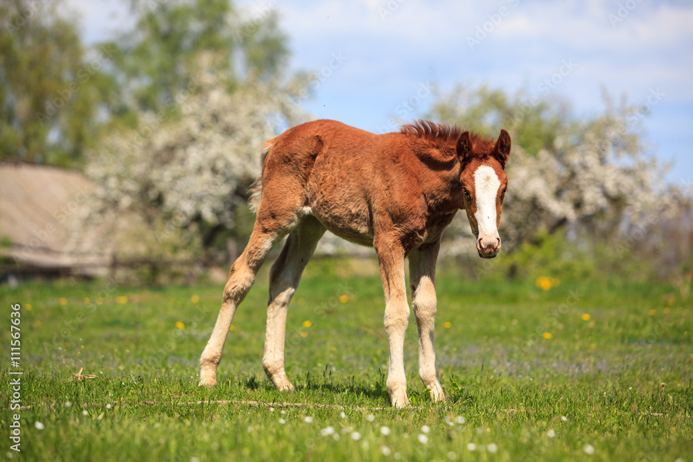 Fototapeta premium foal on the blossom tree background 