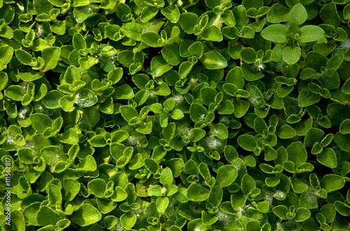 Wallpaper Mural Natural, plant, green background, texture Torontodigital.ca