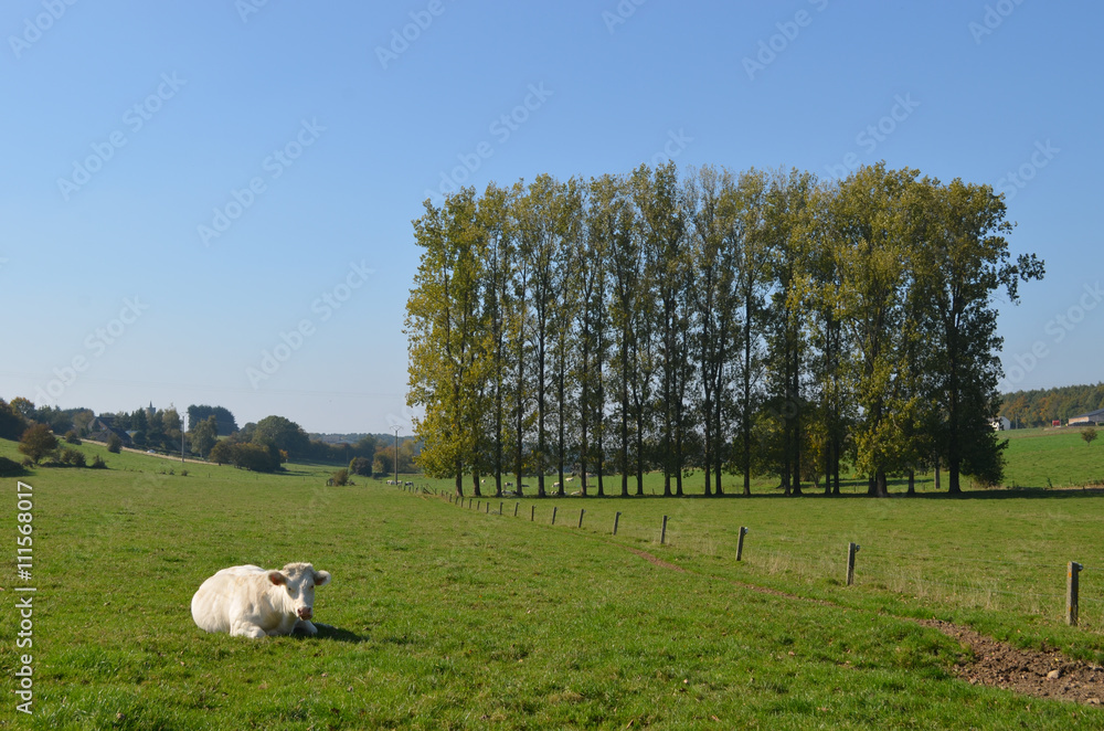 Line of trees on the horizon on a green hill against blue sky, rolling hill with meadows, rural Wallonia, Yvoir Line of trees on the horizon on a green hill against blue sky, rolling hill with meadows, rural Wallonia, Yvoir