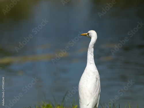 white egret with pond in background.