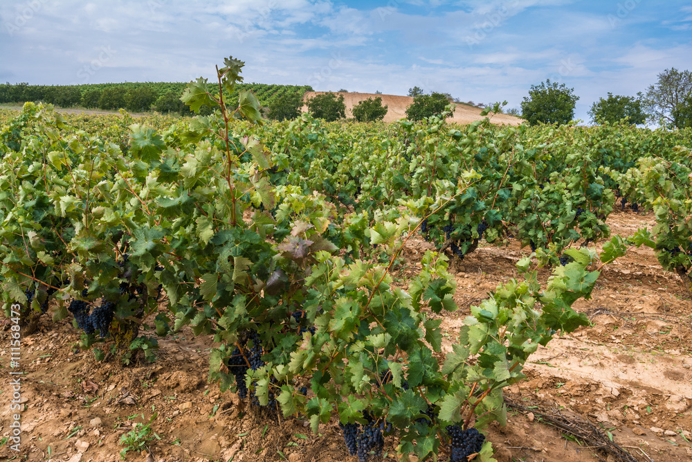 Vineyard at La Rioja (Spain)