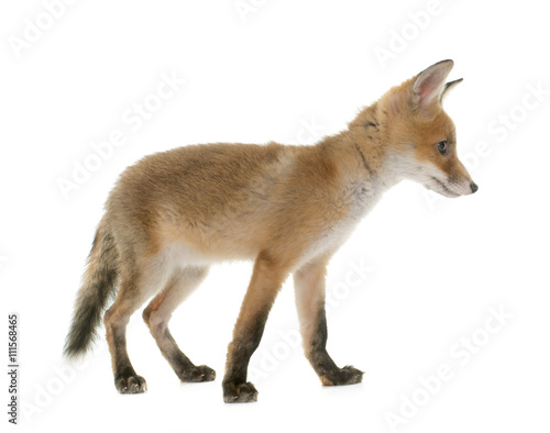 Obraz na plátně red fox cub and dog