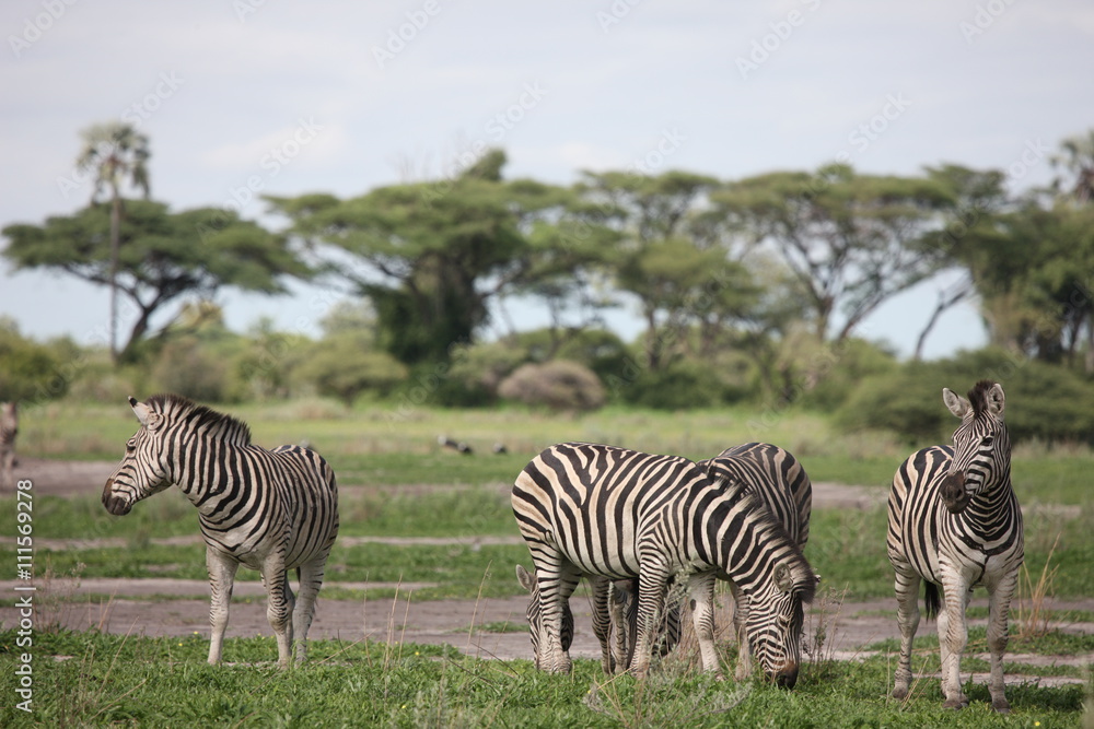 Obraz premium Zebra Botswana Africa savannah wild animal picture