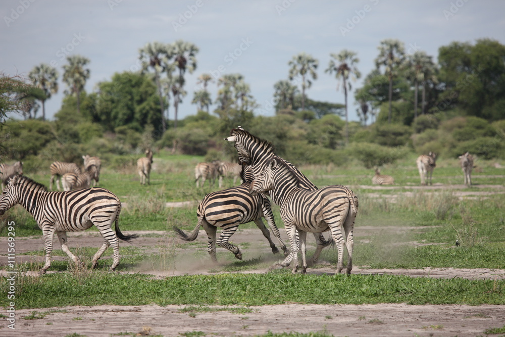 Obraz premium Zebra Botswana Africa savannah wild animal picture