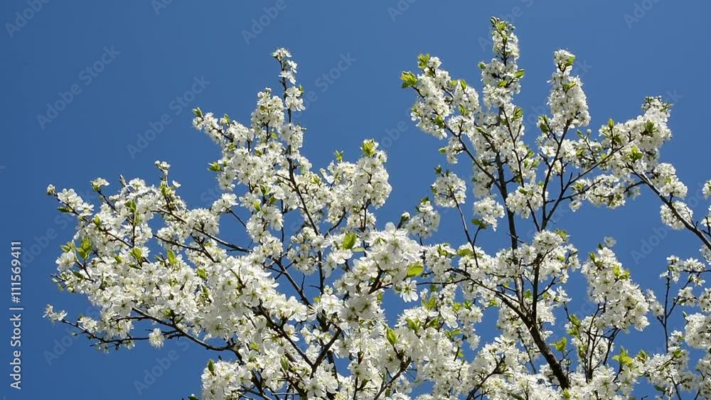 Krone of blooming cherry tree against the blue sky. Krone of blooming cherry tree against the blue sky.