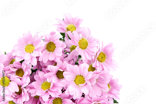 Pink flowers on white background