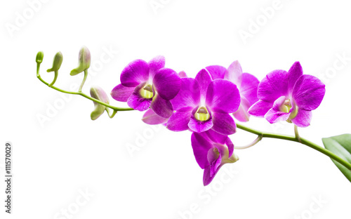 Fototapeta Bright purple orchid