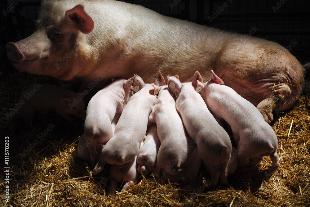 Little piglets suckling their mother Little piglets suckling their mother