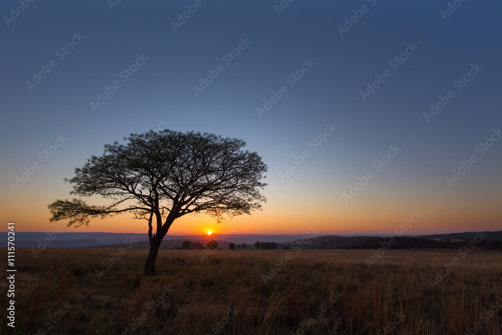 Lone tree at sunrise