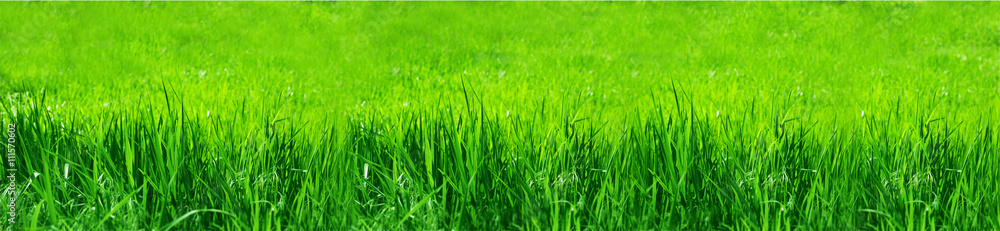 Abstract natural backgrounds grass Abstract natural backgrounds grass