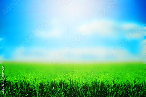 Spring or summer season abstract nature background with grass an